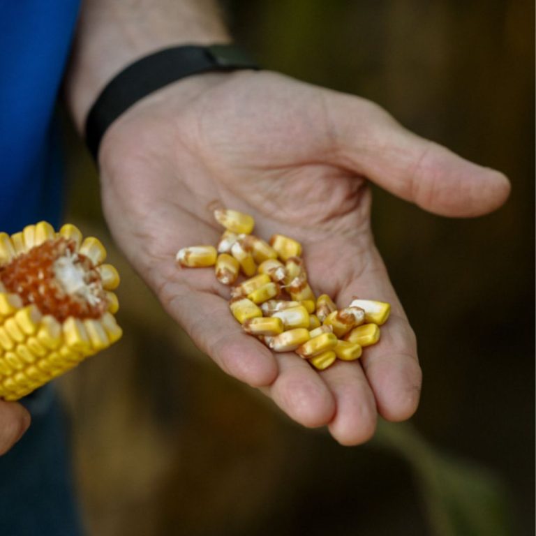 Inari Raises Over $200 Million to Unlock the Full Potential of Seed