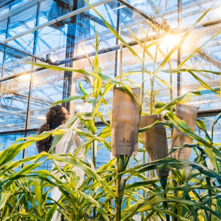 Farm Progress: Major Plant Breeding Investments Continue