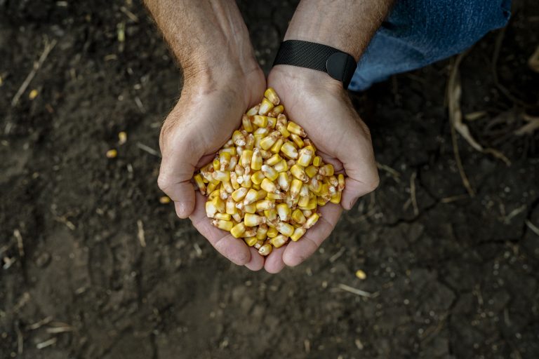 Forbes: Gene Editing Seeds with CRISPR is Transforming Agricultural Biotechnology