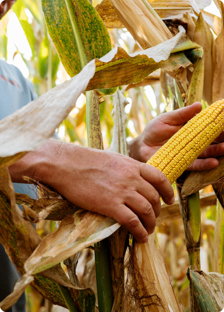 Financial Times: Mood in Europe shifts on gene-edited crops
