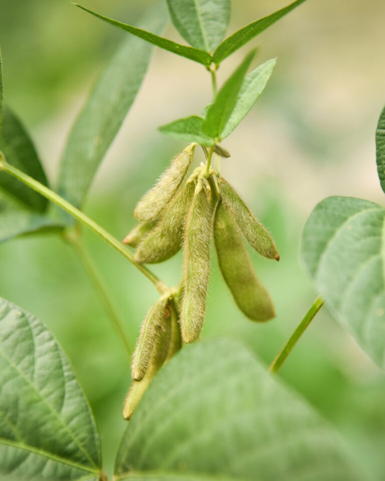 Forbes: Patents Aim to Boost Corn and Soy Performance