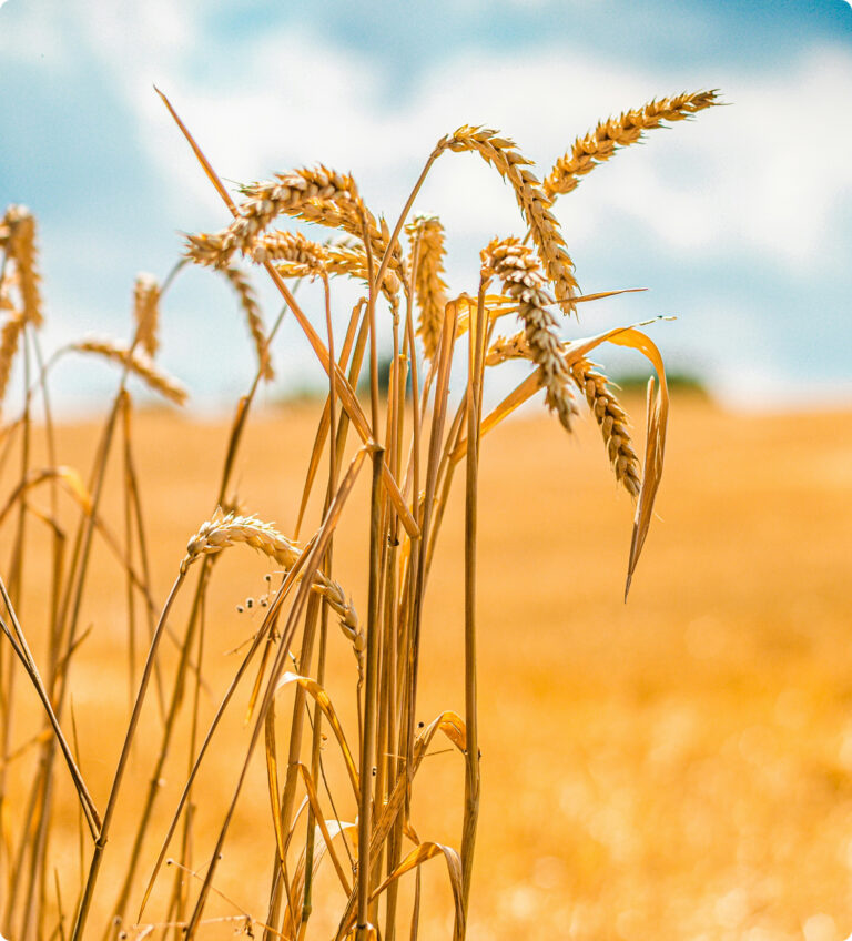 Genetic Engineering News: Can CRISPR Feed the World?