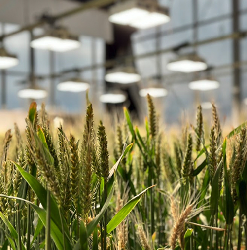 Wheat collaboration signed