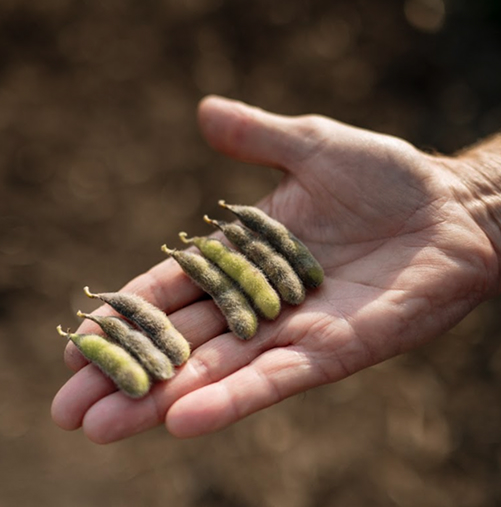 First commercial-ready soy design solution trialed
